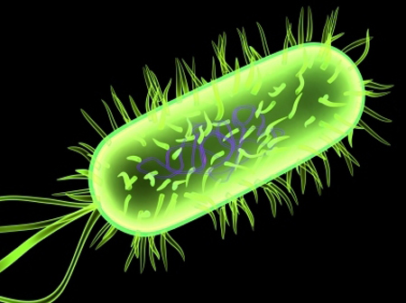 e.coli bacterium - Lưu trữ thông tin trên vi khuẩn