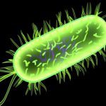 e.coli bacterium 150x150 - Xe không người lái chạy từ Âu sang Á