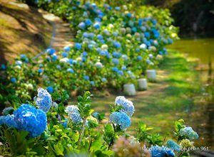 vuon hoa thanh pho da lat bon mua ron rang sac hoa 2 300x221 - Vườn hoa thành phố Đà Lạt - bốn mùa “rộn ràng” sắc hoa