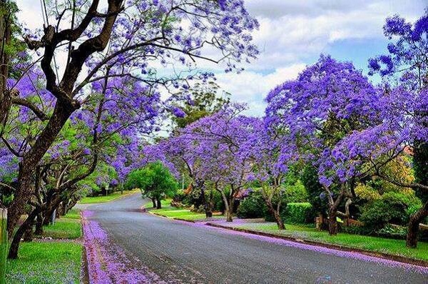 hoa phuong tim 3 - Siêu lòng với những cung đường tràn ngập hoa phượng tím Đà Lạt!